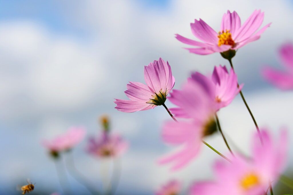 cosmos, flower, wildflower-6680029.jpg